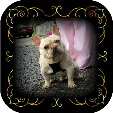 akc french bulldog puppies for sale