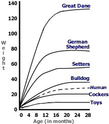 Dachshund Puppy Size Chart