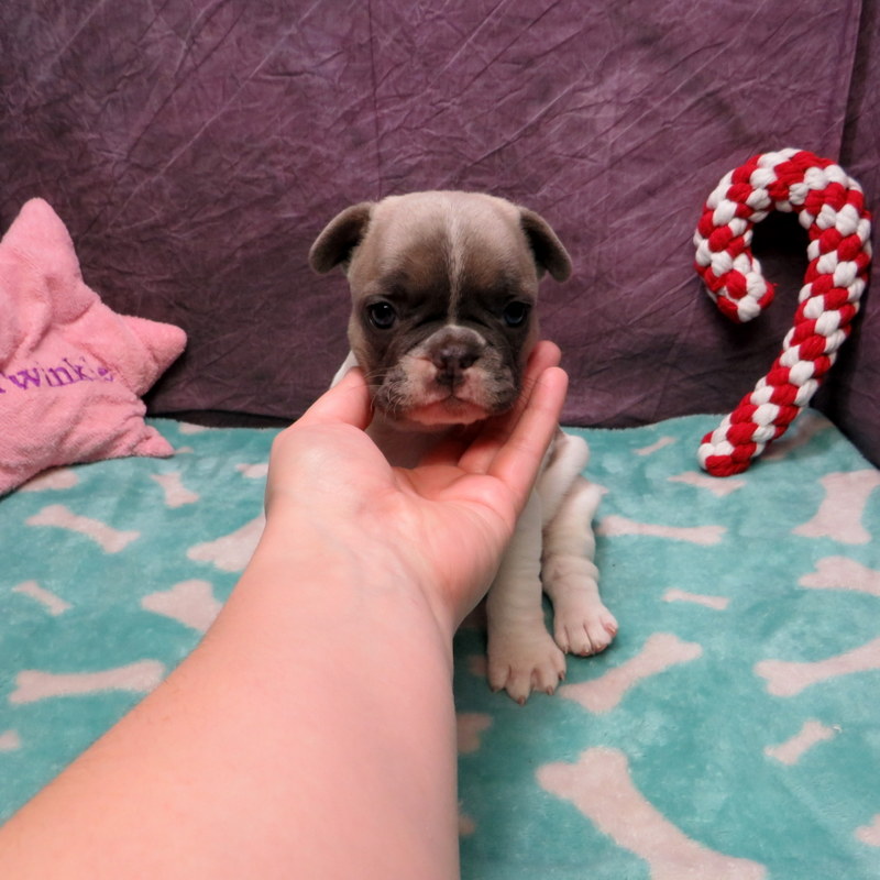 Akc French Bulldog Puppies ~ Oregon French Bulldog Breeders ~ Oregon 