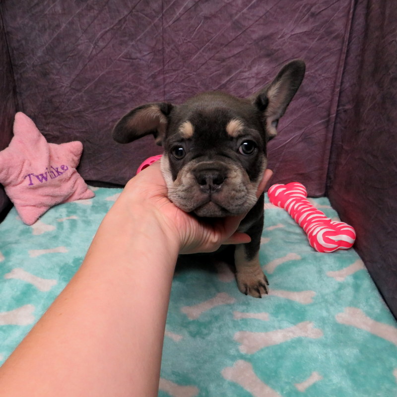 AKC French Bulldog Puppies ~ Oregon French Bulldog Breeders ~ Oregon ...