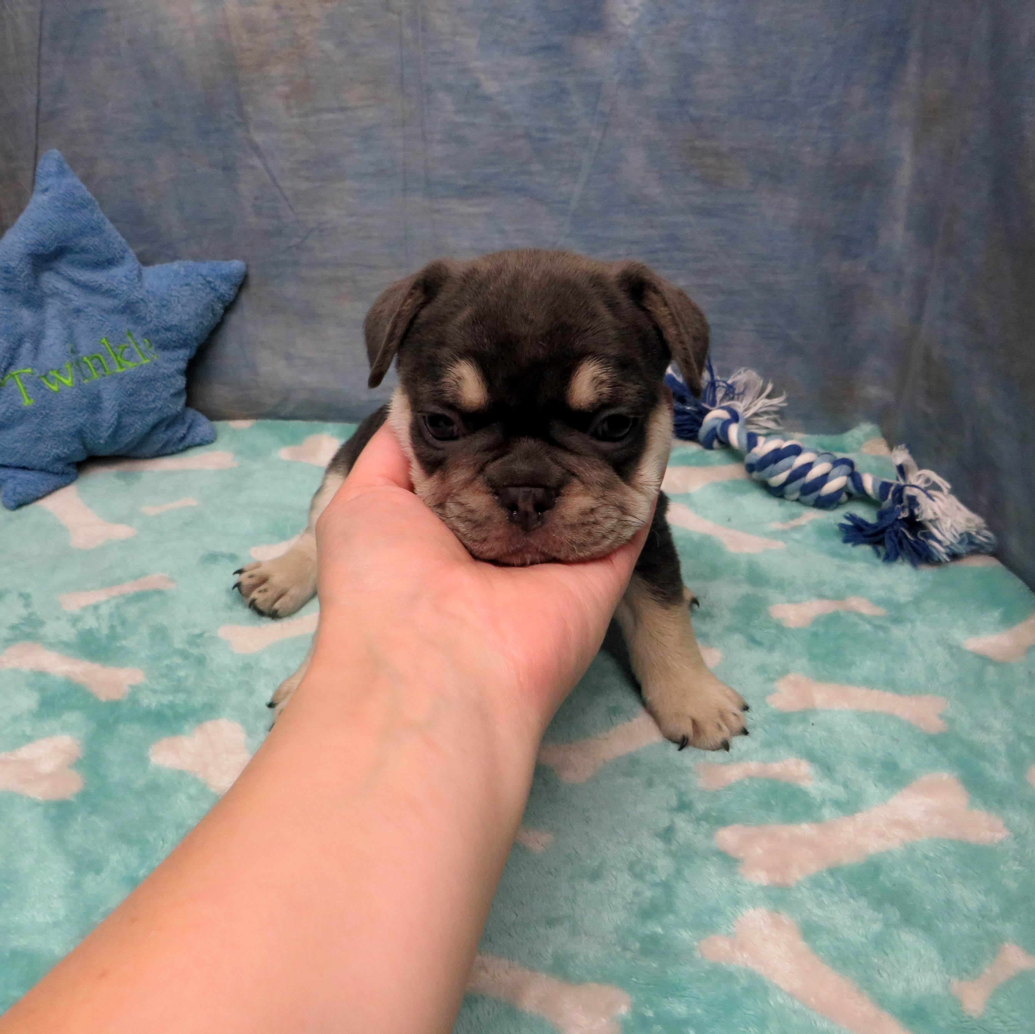 AKC French Bulldog Puppies ~ Oregon French Bulldog Breeders ~ Oregon ...