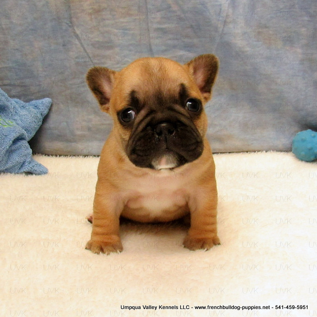 AKC French Bulldog Puppies ~ Oregon French Bulldog Breeders ~ Oregon ...