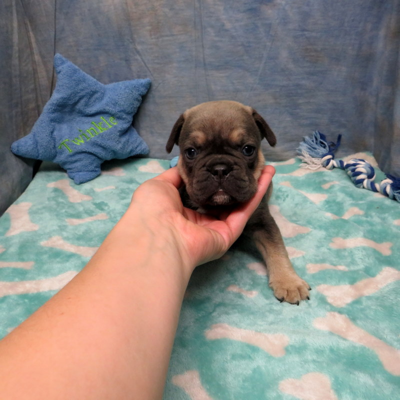 AKC French Bulldog Puppies ~ Oregon French Bulldog Breeders ~ Oregon ...