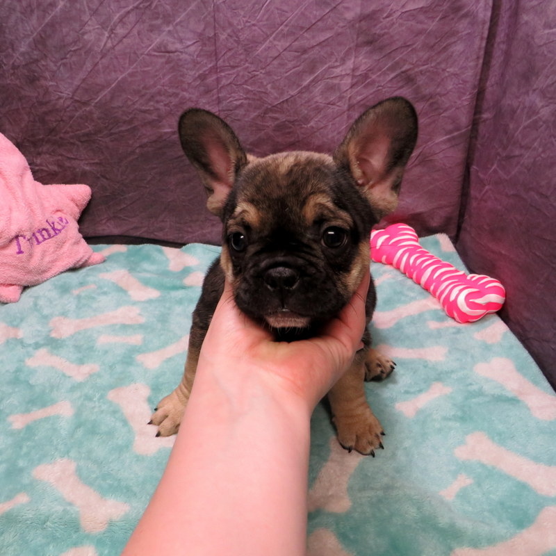 AKC French Bulldog Puppies ~ Oregon French Bulldog Breeders ~ Oregon ...