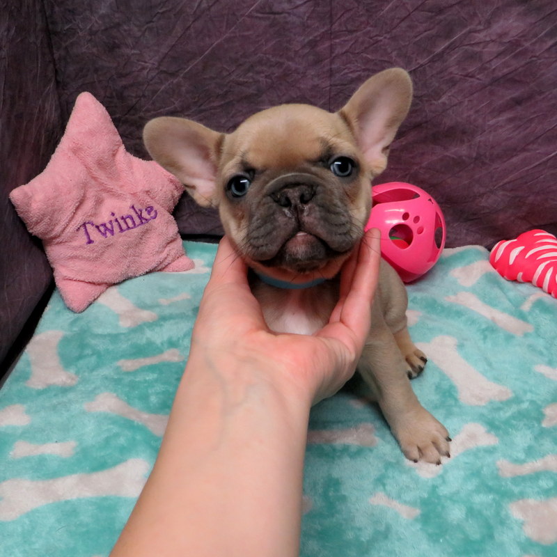 AKC French Bulldog Puppies ~ Oregon French Bulldog Breeders ~ Oregon ...