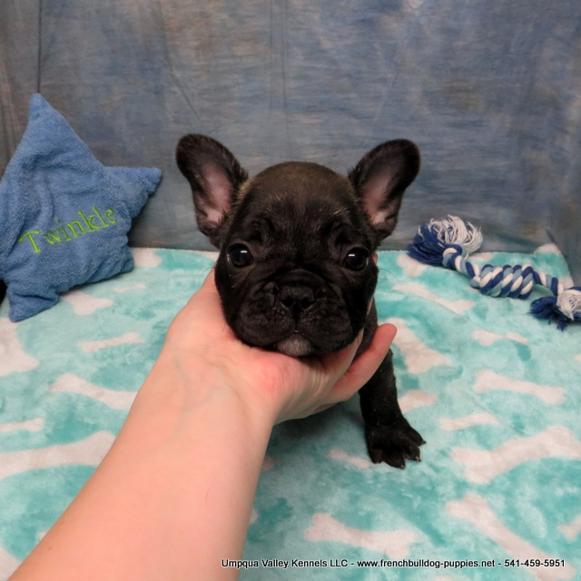 AKC French Bulldog Puppies ~ Oregon French Bulldog Breeders ~ Oregon ...