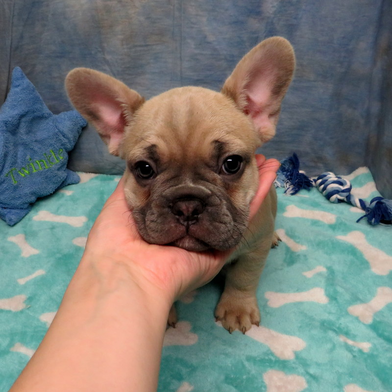 AKC French Bulldog Puppies ~ Oregon French Bulldog Breeders ~ Oregon ...