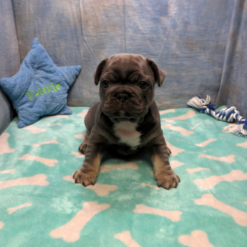 Harper and Cash Pups ~ AKC French Bulldog Puppies for Sale ~ AKC French