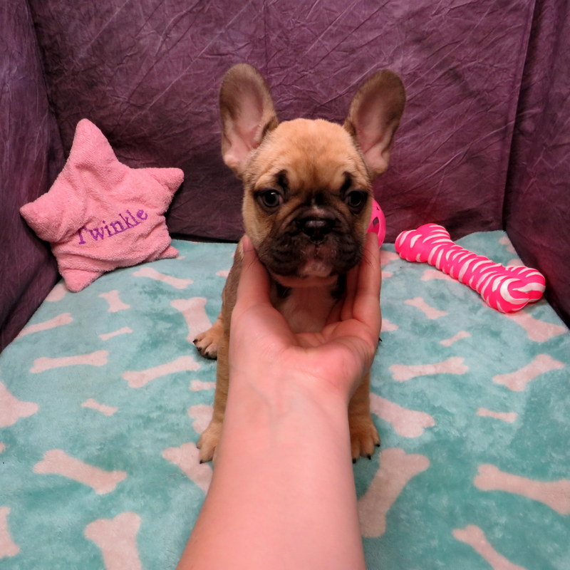 AKC French Bulldog Puppies ~ Oregon French Bulldog Breeders ~ Oregon ...