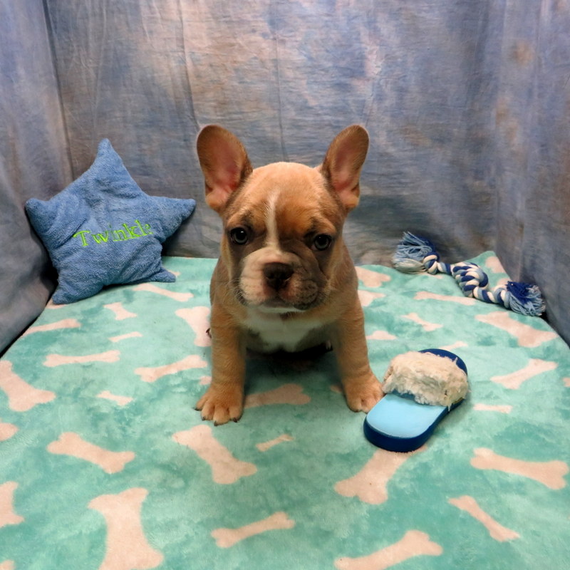 Honey and Cash Pups ~ AKC French Bulldog Puppies for Sale ~ AKC French ...