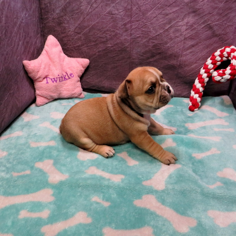 Honey and Cash Pups ~ AKC French Bulldog Puppies for Sale ~ AKC French ...