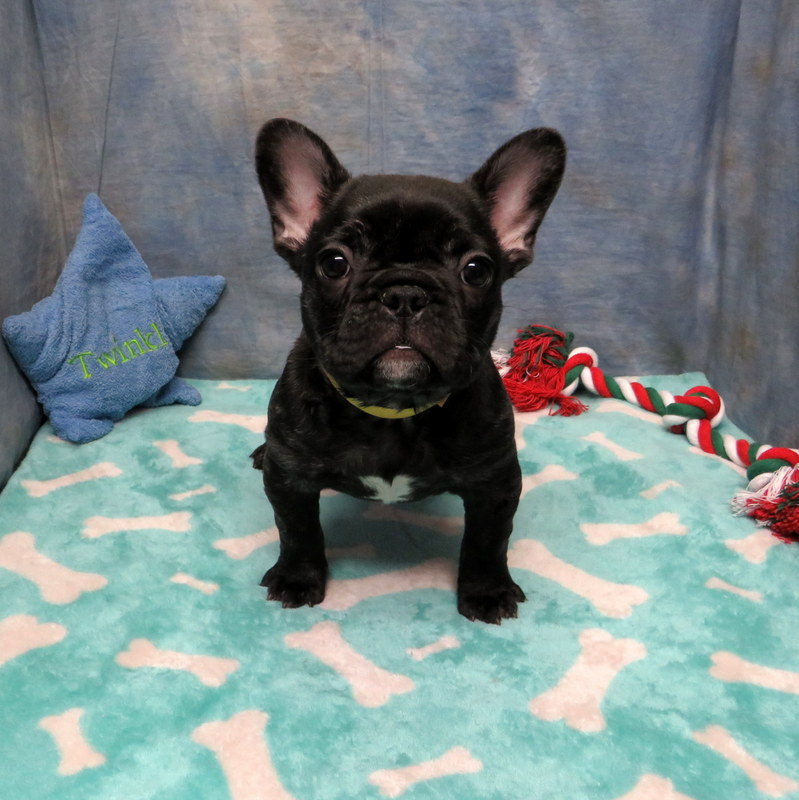 Jazmine and Gunner Pups ~ AKC French Bulldog Puppies for Sale ~ AKC ...