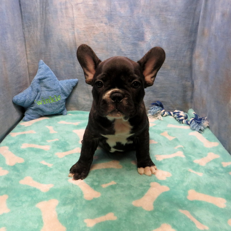 Kate and Cash Pups ~ AKC French Bulldog Puppies for Sale ~ AKC French ...