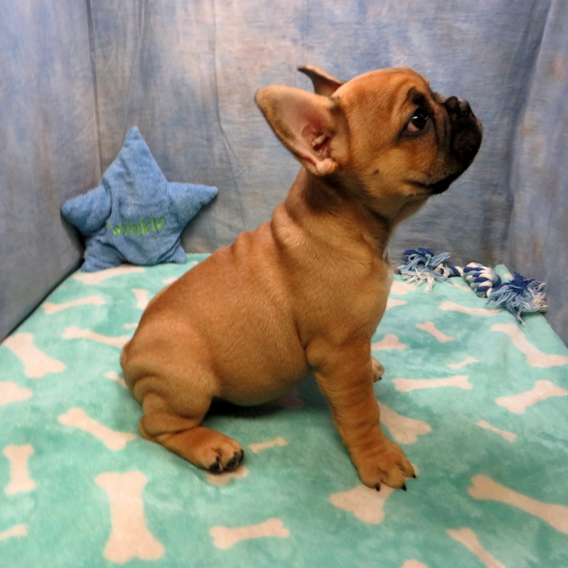 Kate and Cash Pups ~ AKC French Bulldog Puppies for Sale ~ AKC French ...