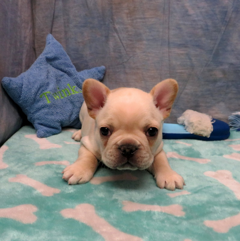 Kenya and Gunner Pups ~ AKC French Bulldog Puppies for Sale ~ AKC ...