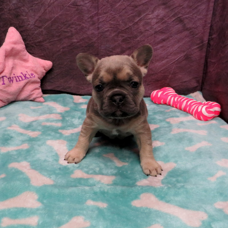 Nina and Gunner Pups ~ AKC French Bulldog Puppies for Sale ~ AKC French ...