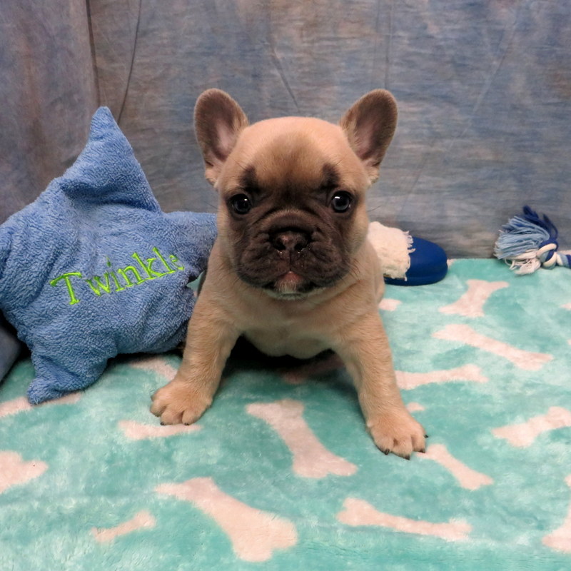 Nina and Gunner Pups ~ AKC French Bulldog Puppies for Sale ~ AKC French ...