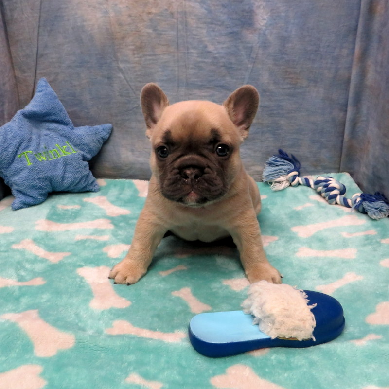 Nina and Gunner Pups ~ AKC French Bulldog Puppies for Sale ~ AKC French ...