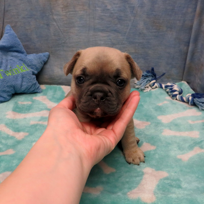 Nina and Gunner Pups ~ AKC French Bulldog Puppies for Sale ~ AKC French ...