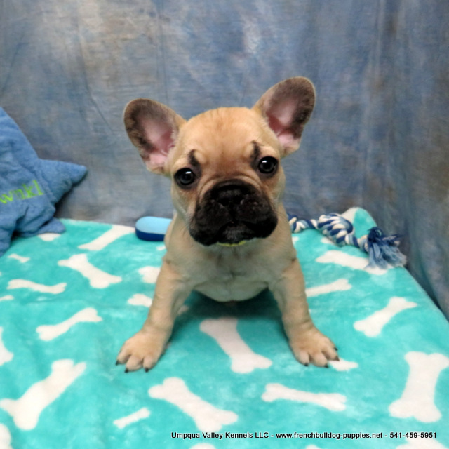 Onyx and Bentley Pups ~ AKC French Bulldog Puppies for Sale ~ AKC ...