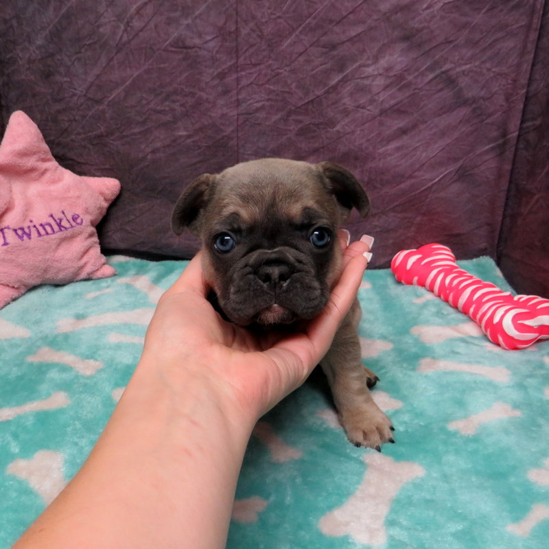 AKC French Bulldog Puppies ~ Oregon French Bulldog Breeders ~ Oregon ...