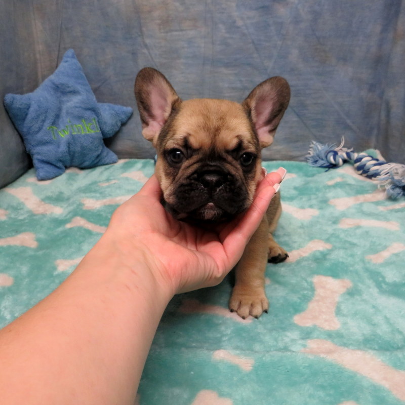 AKC French Bulldog Puppies ~ Oregon French Bulldog Breeders ~ Oregon ...