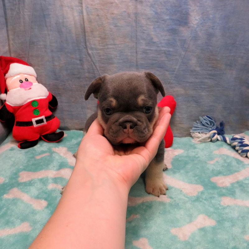 AKC French Bulldog Puppies ~ Oregon French Bulldog Breeders ~ Oregon ...