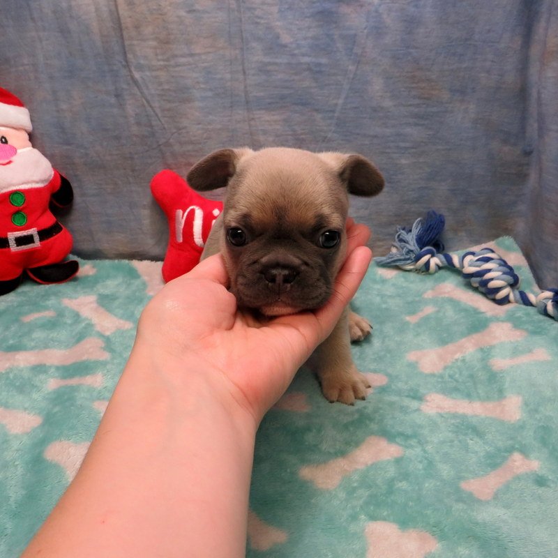 AKC French Bulldog Puppies ~ Oregon French Bulldog Breeders ~ Oregon ...