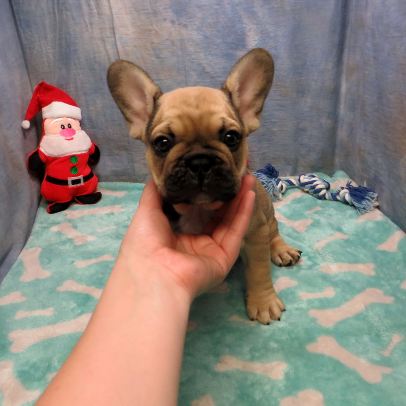 AKC French Bulldog Puppies ~ Oregon French Bulldog Breeders ~ Oregon ...