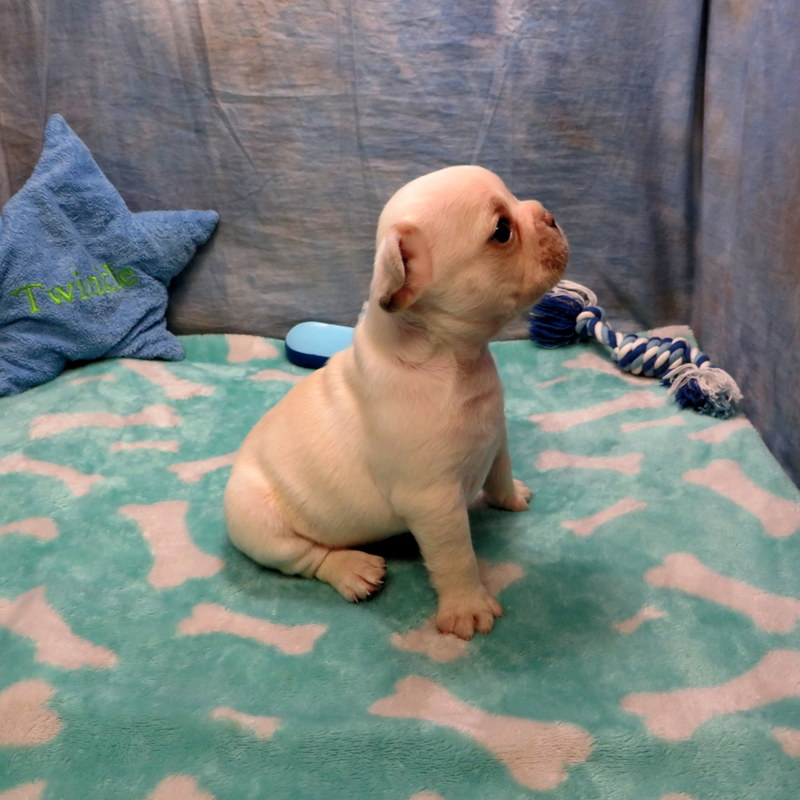 Priscilla and Gunner Pups ~ AKC French Bulldog Puppies for Sale ~ AKC ...