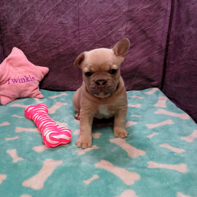 Priscilla and Cash Pups ~ AKC French Bulldog Puppies for Sale ~ AKC ...