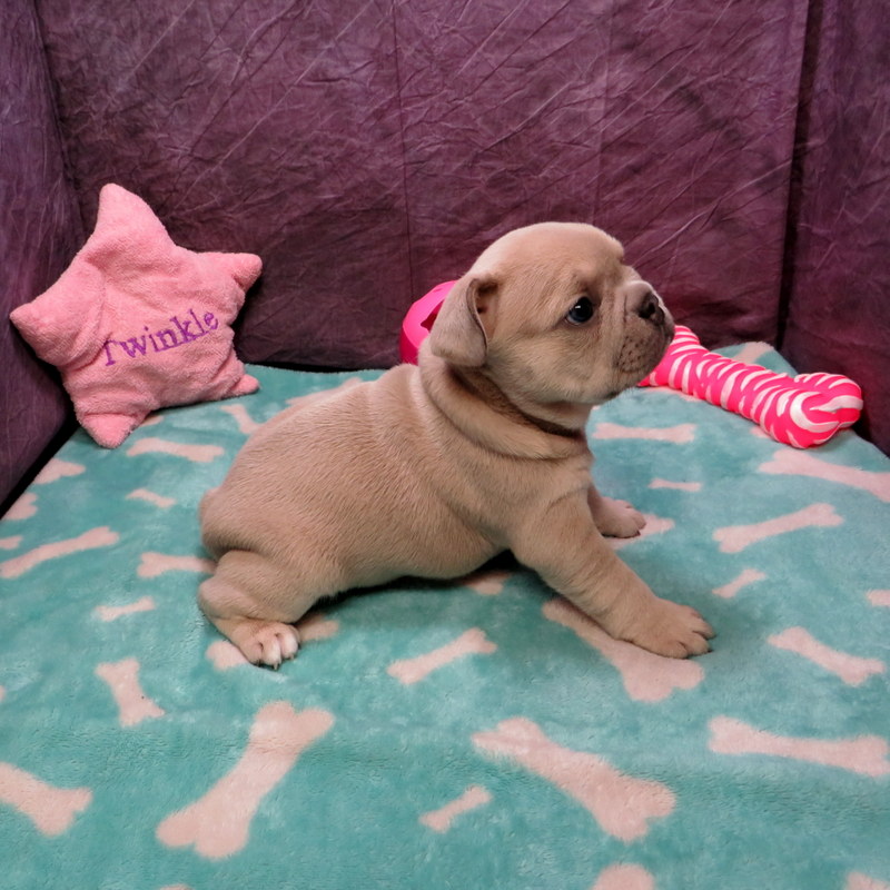 Priscilla and Cash Pups ~ AKC French Bulldog Puppies for Sale ~ AKC ...