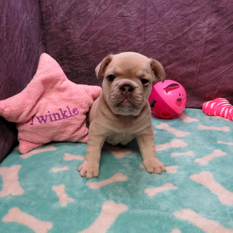 Priscilla and Cash Pups ~ AKC French Bulldog Puppies for Sale ~ AKC ...