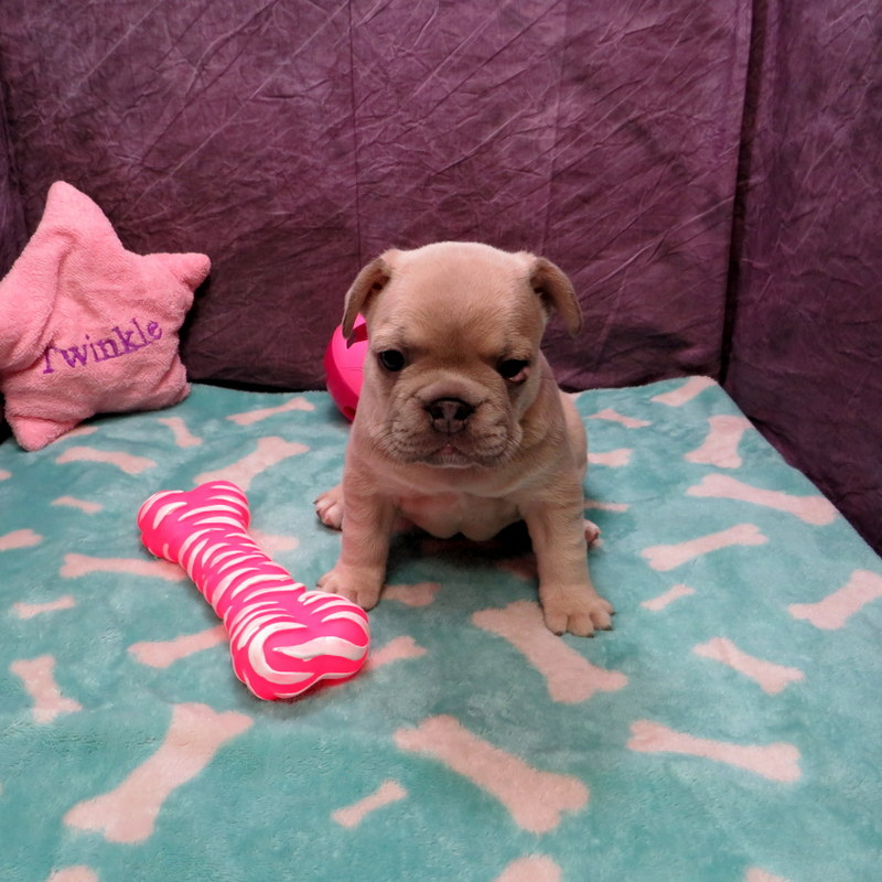 Priscilla and Cash Pups ~ AKC French Bulldog Puppies for Sale ~ AKC ...