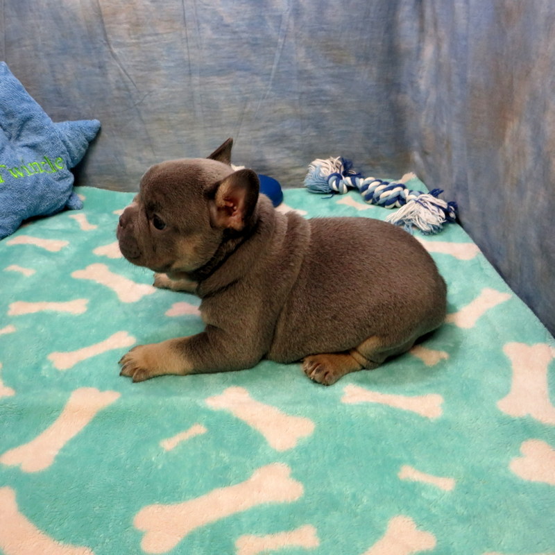 Priscilla and Cash Pups ~ AKC French Bulldog Puppies for Sale ~ AKC ...