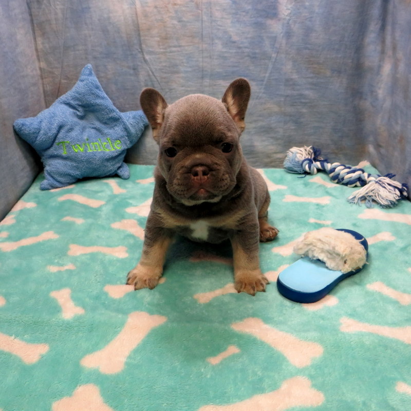 Priscilla and Cash Pups ~ AKC French Bulldog Puppies for Sale ~ AKC ...