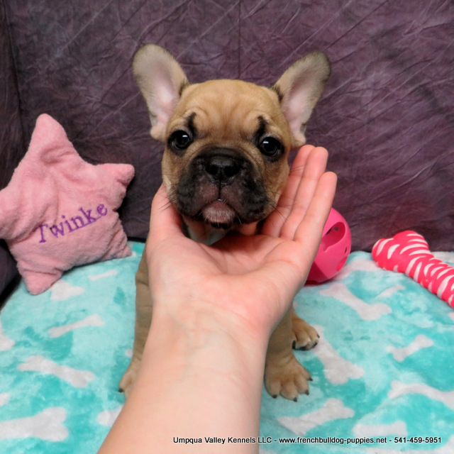 AKC French Bulldog Puppies ~ Oregon French Bulldog Breeders ~ Oregon ...