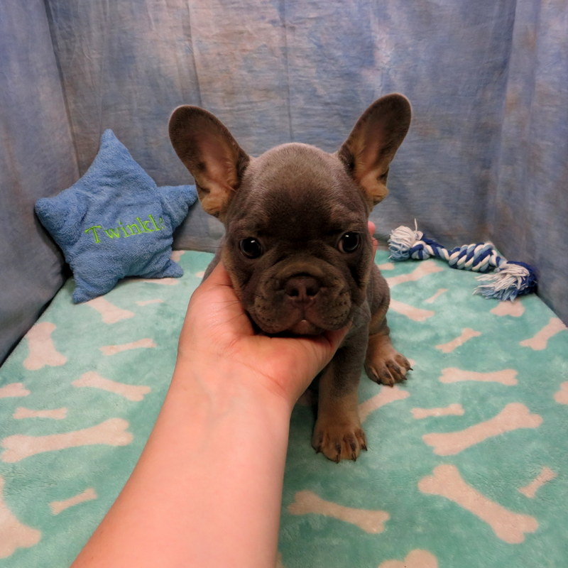 AKC French Bulldog Puppies ~ Oregon French Bulldog Breeders ~ Oregon ...