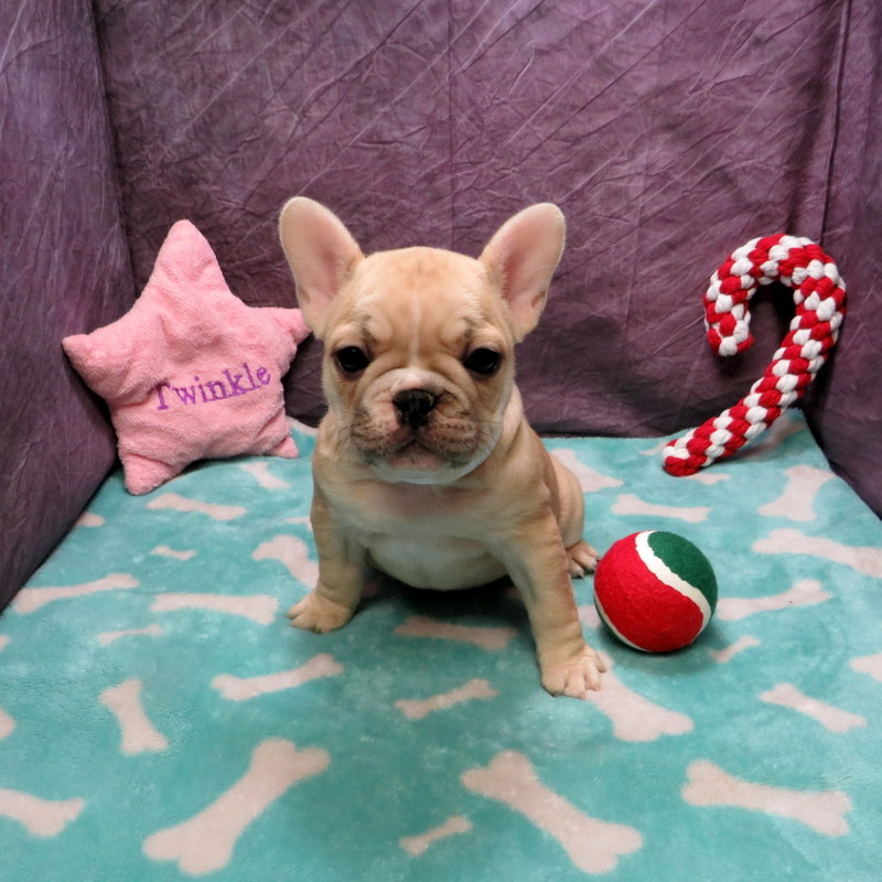 Rose and Thor Pups ~ AKC French Bulldog Puppies for Sale ~ AKC French ...