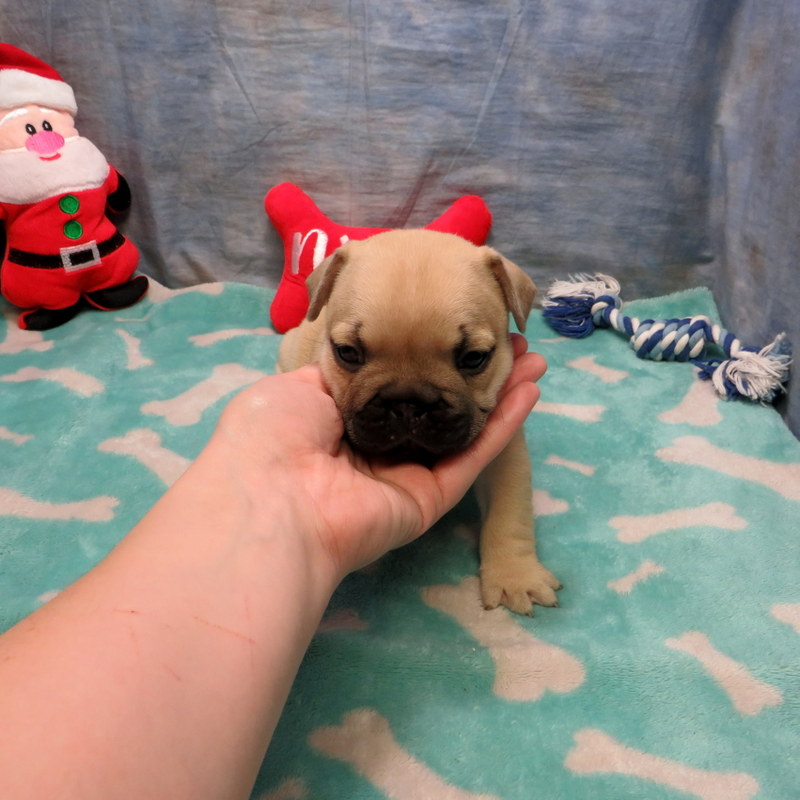 AKC French Bulldog Puppies ~ Oregon French Bulldog Breeders ~ Oregon ...