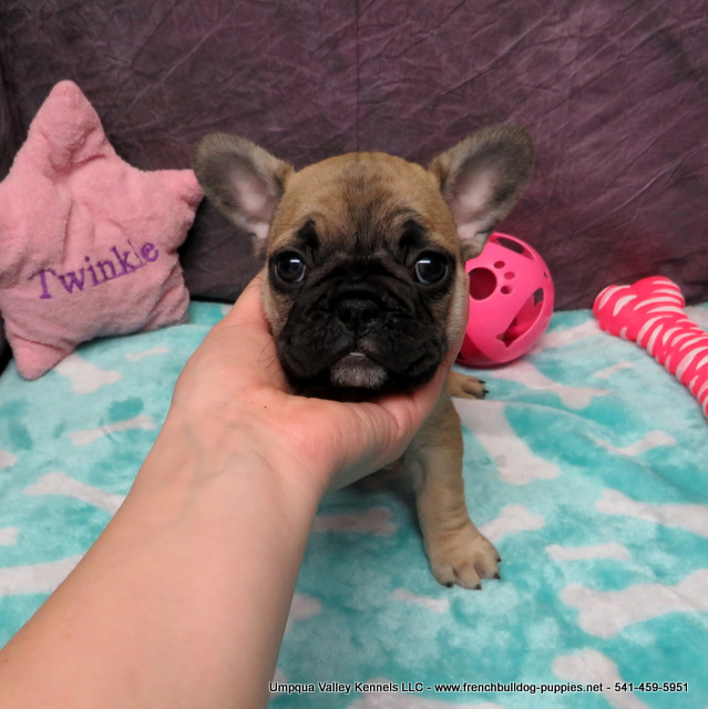 AKC French Bulldog Puppies ~ Oregon French Bulldog Breeders ~ Oregon ...