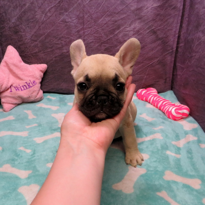 AKC French Bulldog Puppies ~ Oregon French Bulldog Breeders ~ Oregon ...