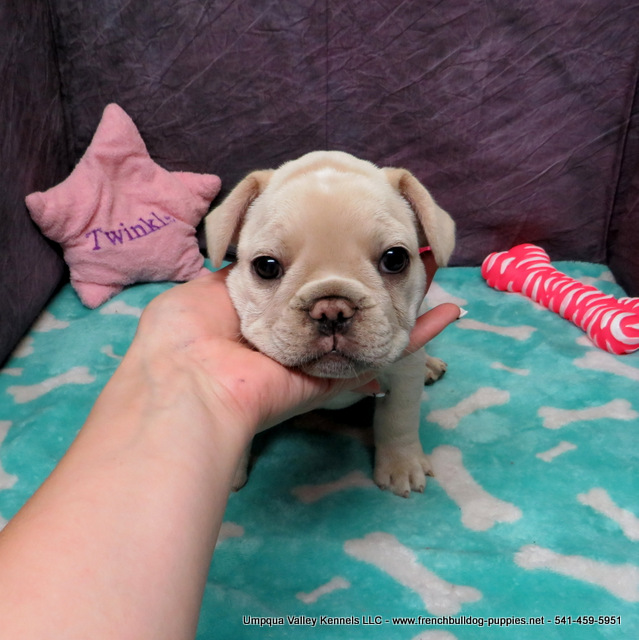 AKC French Bulldog Puppies ~ Oregon French Bulldog Breeders ~ Oregon ...