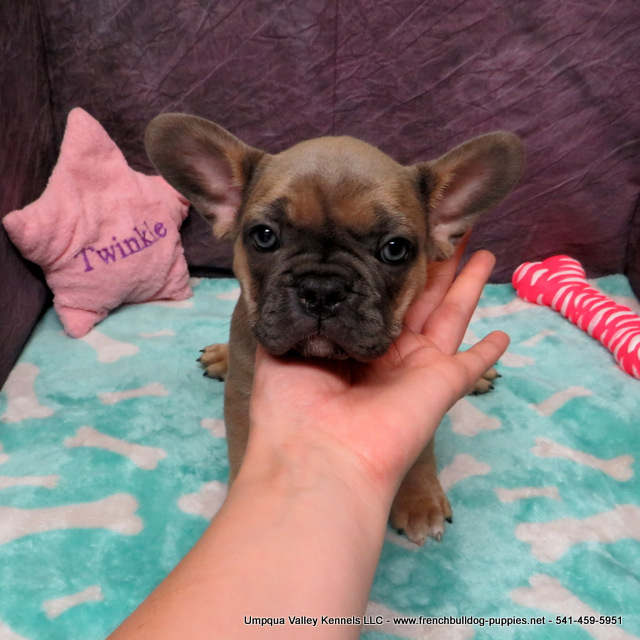 AKC French Bulldog Puppies ~ Oregon French Bulldog Breeders ~ Oregon ...