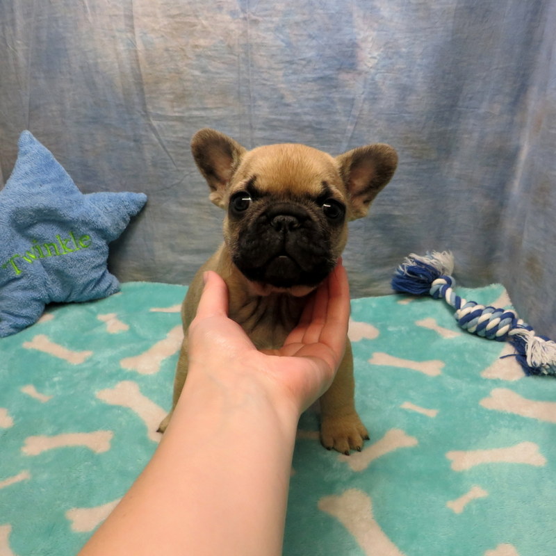 AKC French Bulldog Puppies ~ Oregon French Bulldog Breeders ~ Oregon ...