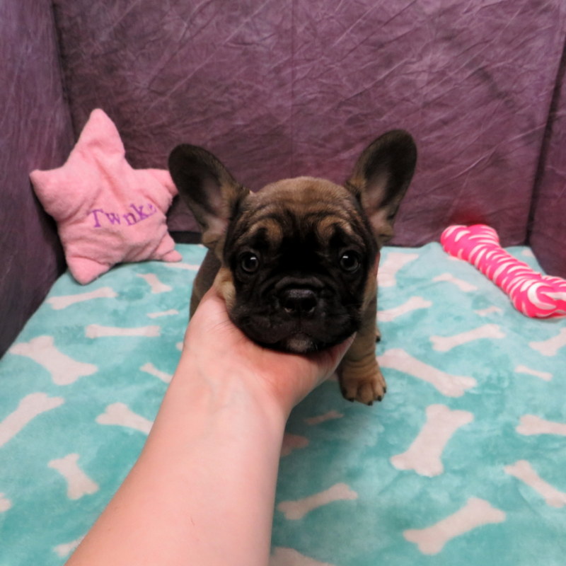 AKC French Bulldog Puppies ~ Oregon French Bulldog Breeders ~ Oregon ...